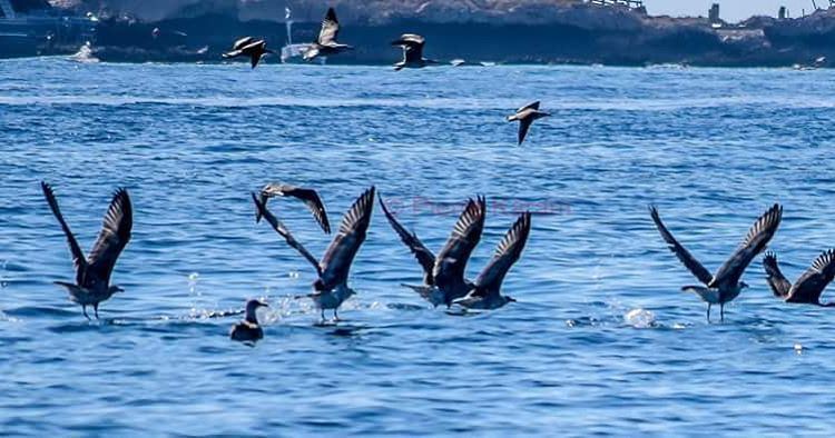 Have a  nice  week  blue  water  mediterranean  sea  birds  flying ...