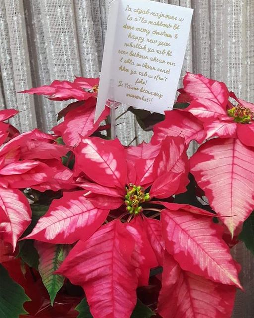 Have you sent  poinsettia to the one you  love this  christmas ?wish for...