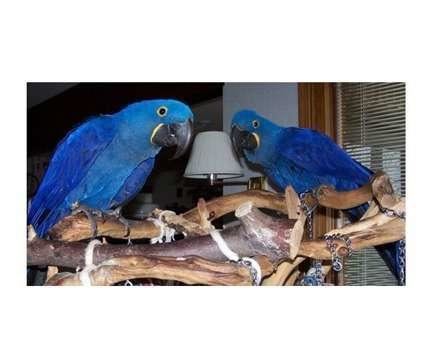 Healthy Hyacinth Macaw Macaw Parrots