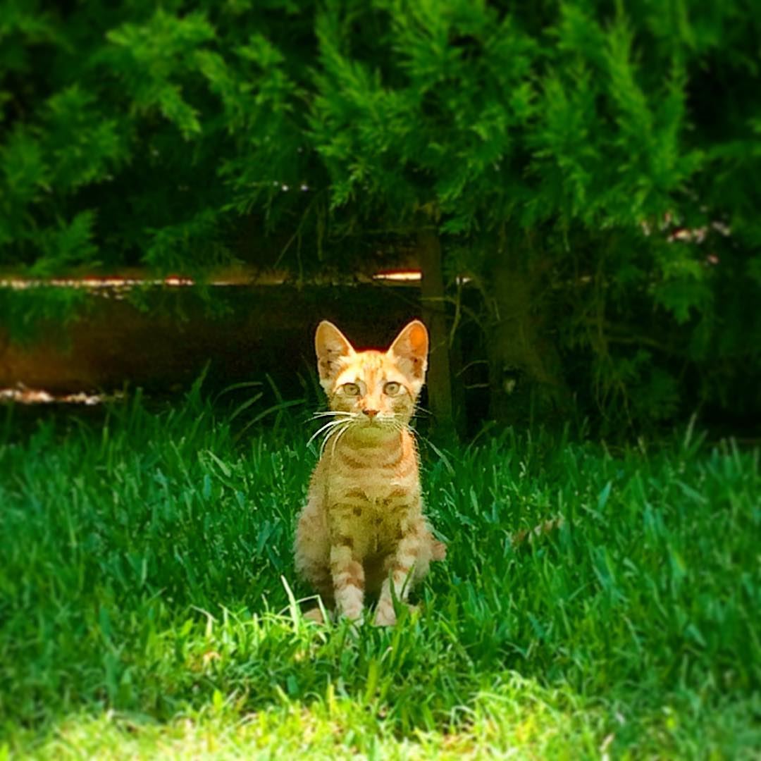 Hello everyone 👋 hellokitty  hello  nature  naturephotography  kitten ...