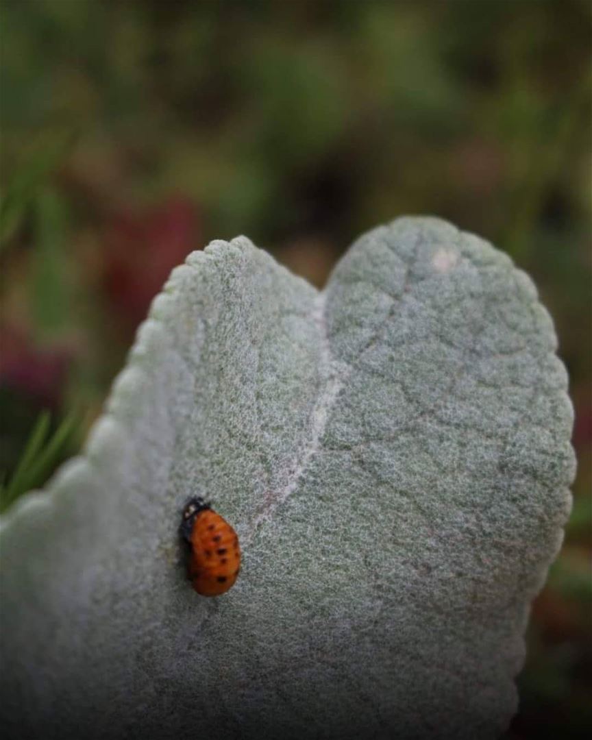Hello Ladybug! JabalMoussa (©️Dalal Kassir) unesco  unescomab  rural ...