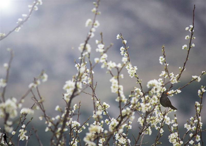 Hello spring. spring  nature  naturelovers  blackbird chouf  jbaa ...