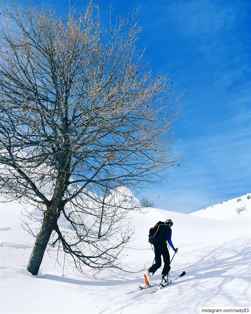 Hello tree 🎿.. backcountryskiing skitouring lebanon snow  ski ...