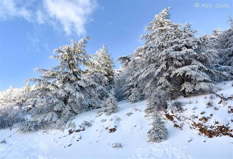 Hey Snow ❄️ Welcome to  Lebanon 😍 we’ve been waiting for you ❄️⛄️❄️... (Al Shouf Cedar Nature Reserve)