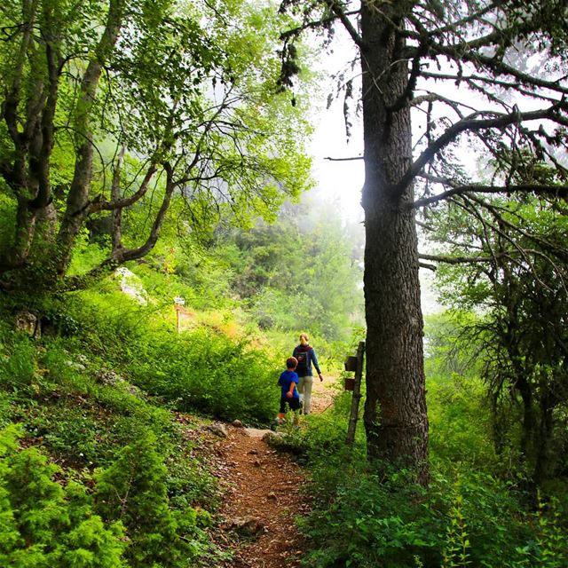Hike with ProMax in Ehden Forest Reserve this Sunday, December 09. Booking... (Horsh Ehden Nature Reserve)