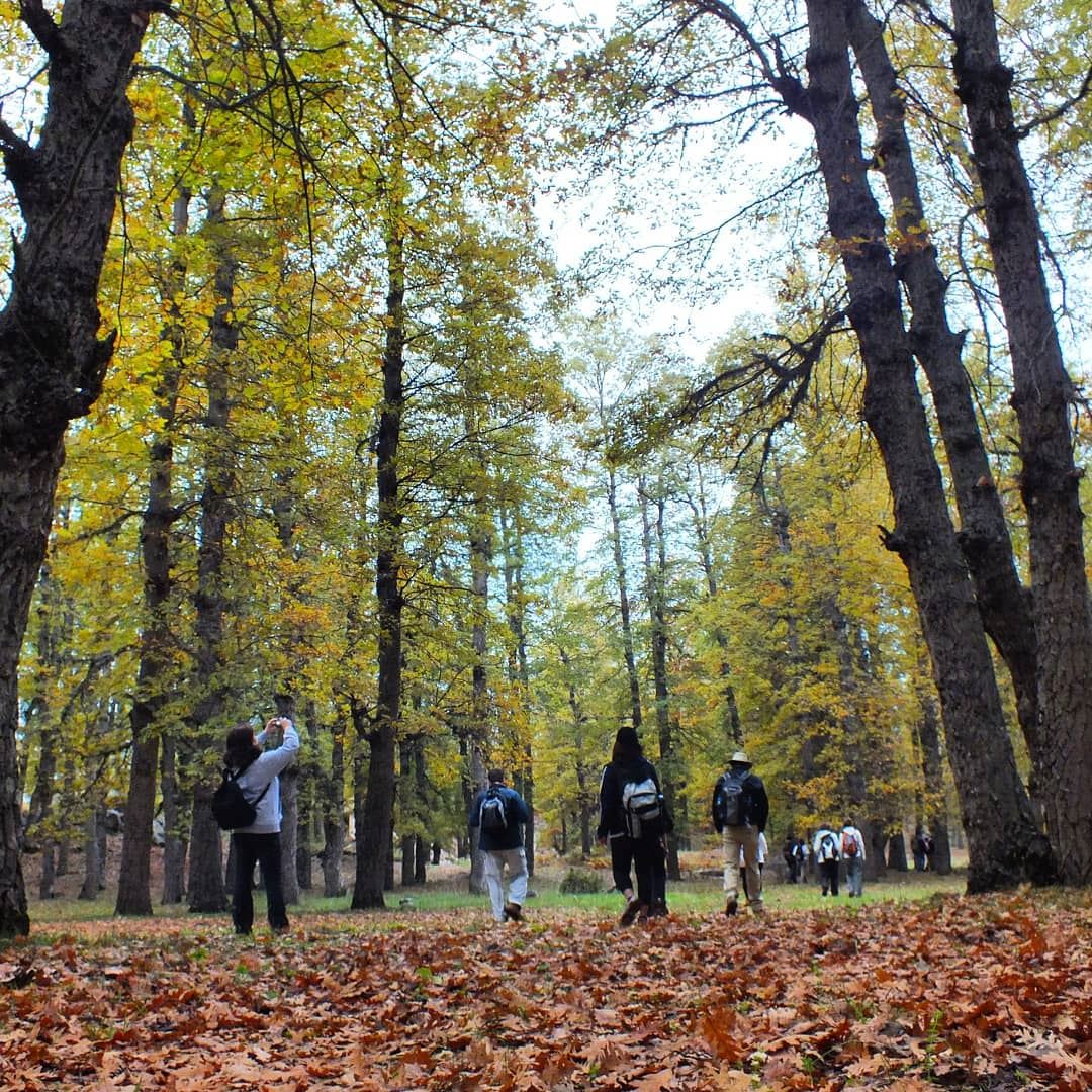 Hike with ProMax in Qammoua Forest this Sunday, November 25. Booking +96139 (El Qammoûaa)