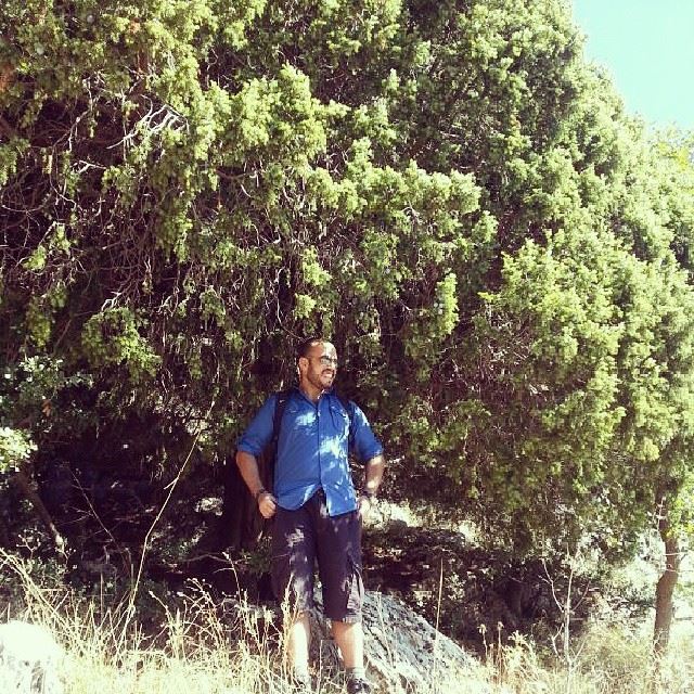  hiking  jabal  moussa  biosphere  evergreen  tree  nature  green ...