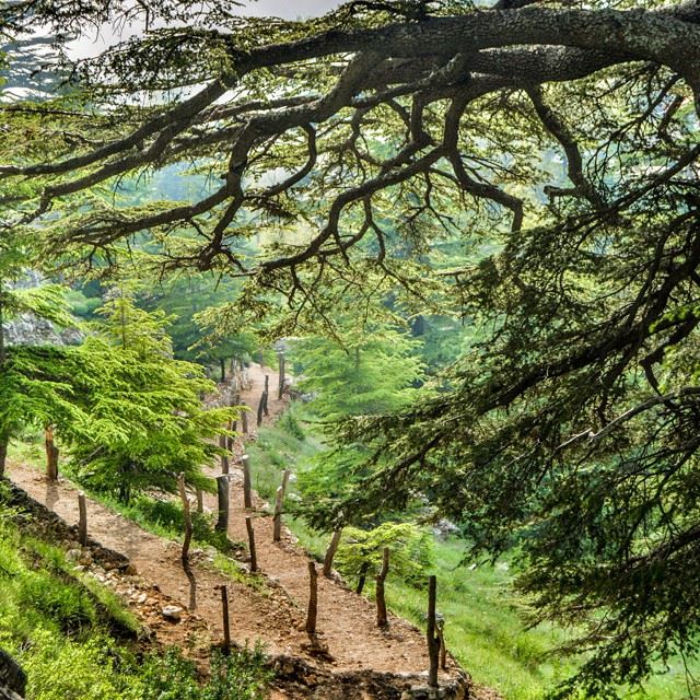 Hiking through the Lebanese cedars of God....