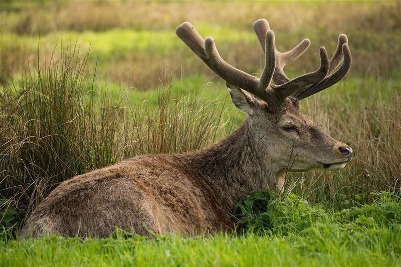 His majesty..the  redstag shot in  richmondpark  london  deer  wildlife ...