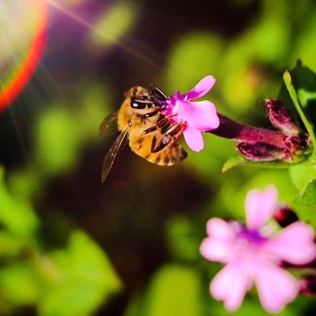 Honey in the making !!  honey  bee  miel  abeille  fleur  sunny  flower ... (Dalhoûn, Mont-Liban, Lebanon)