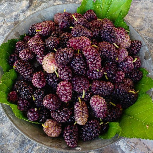 How about a handful of mulberries to start? mulberries  berries ... (Dayr Al Qamar, Mont-Liban, Lebanon)