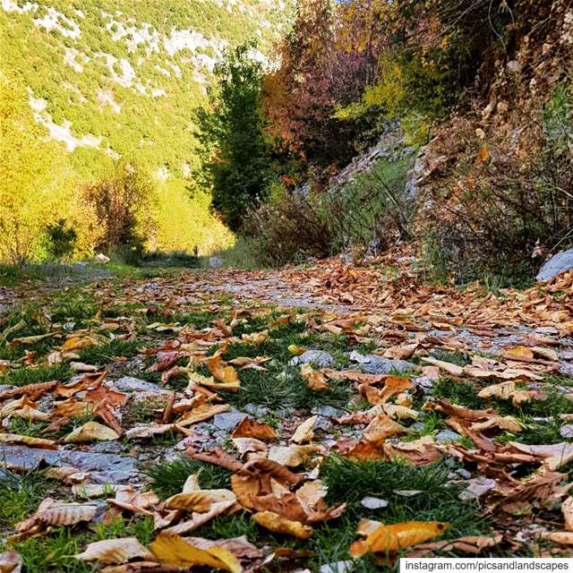 How full of light and color are their last days🍁🍂 colorsoffall🍂🍁🍃... (Mount Lebanon Governorate)