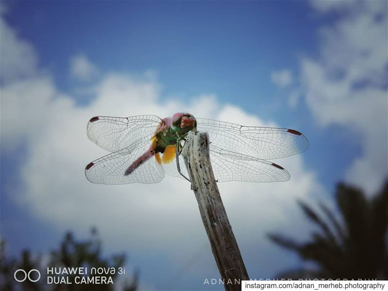 Huawei nova 3i ❤️ macro  nature  macrophotography  photography ... (El Bireh , Akkar)
