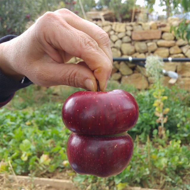 Human creation. tbt  summer  apple  nature  red  hand  fingers ... (Bsharri, Lebanon)