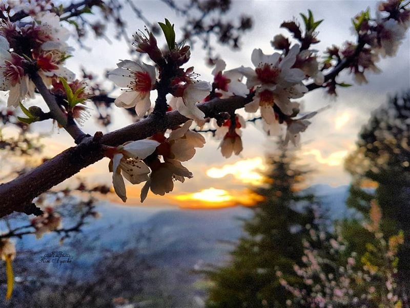I can smell Spring in the Air 😍💐 lebanoninstagram  lebanonactivities ... (Akoura, Mont-Liban, Lebanon)