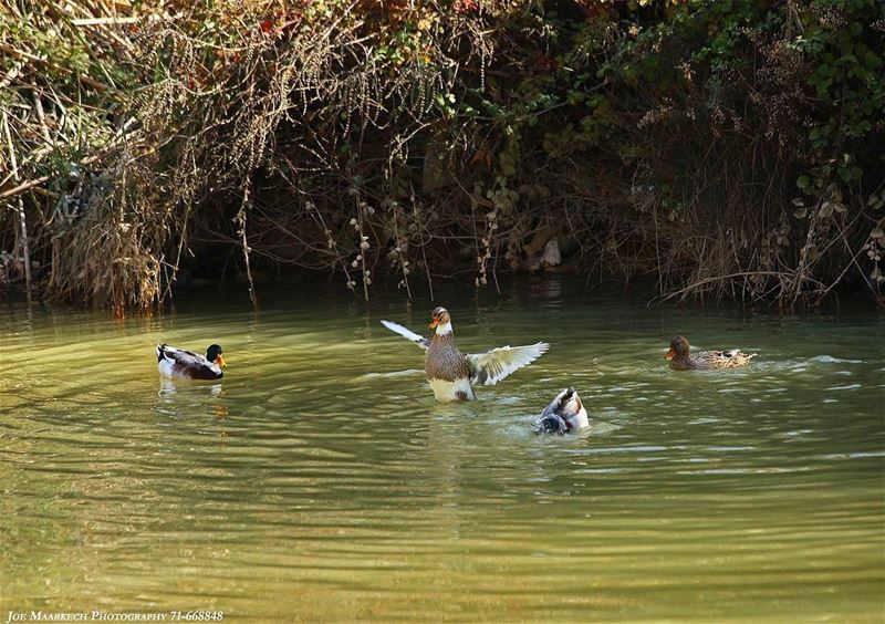 I don't like to dance 😋  duck  lake  nature  water  lebanon  igers ...