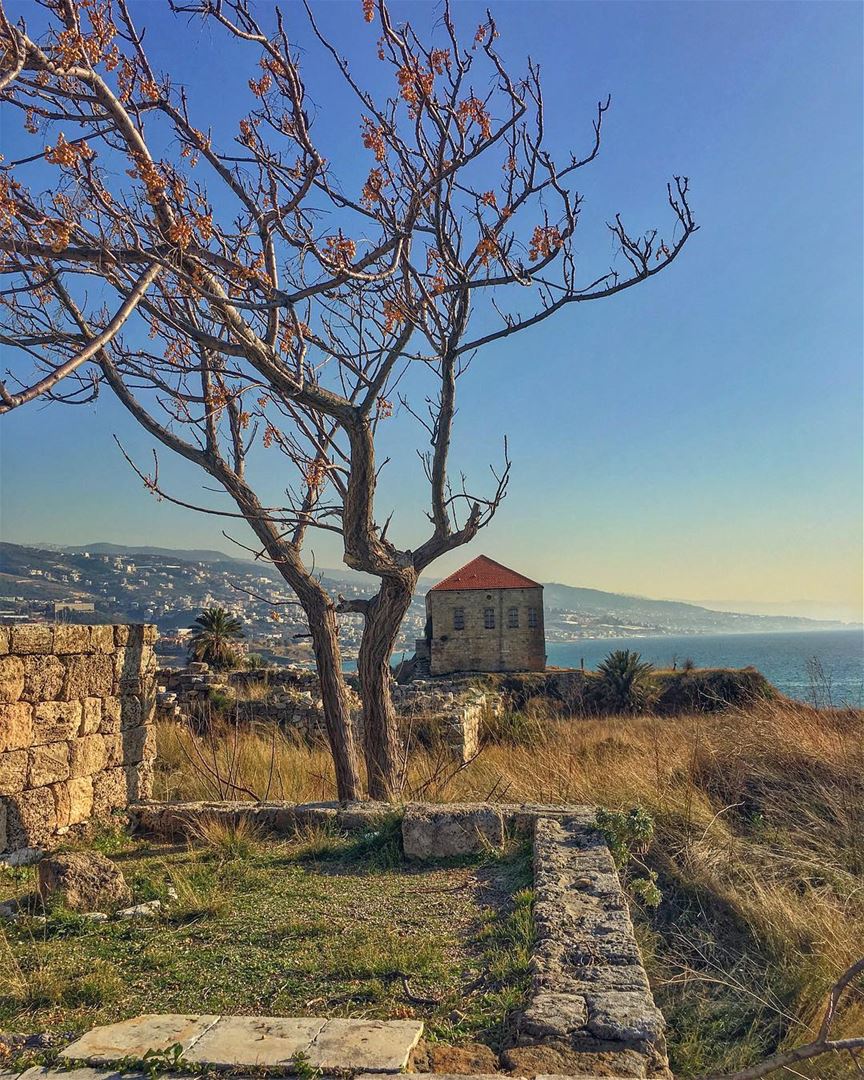I have found both freedom and safety in my madness; the freedom of... (Byblos - Jbeil)
