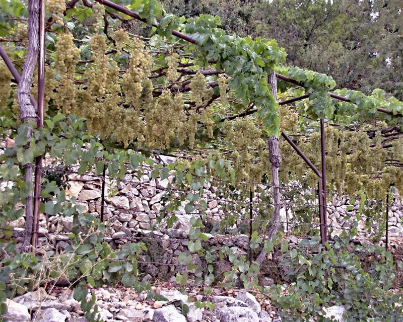I heard it through the grapevine, I'm just about to lose my mind, Honey,... (Douma, Liban-Nord, Lebanon)