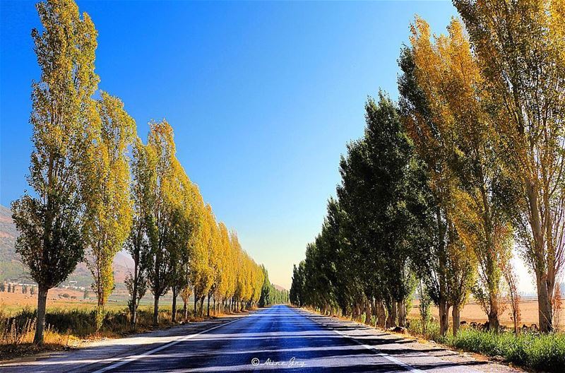 I Own The Road... 🌳🛣🌳 morning  sunrise  road  middle  trees  bluesky ... (`Ammiq, Béqaa, Lebanon)