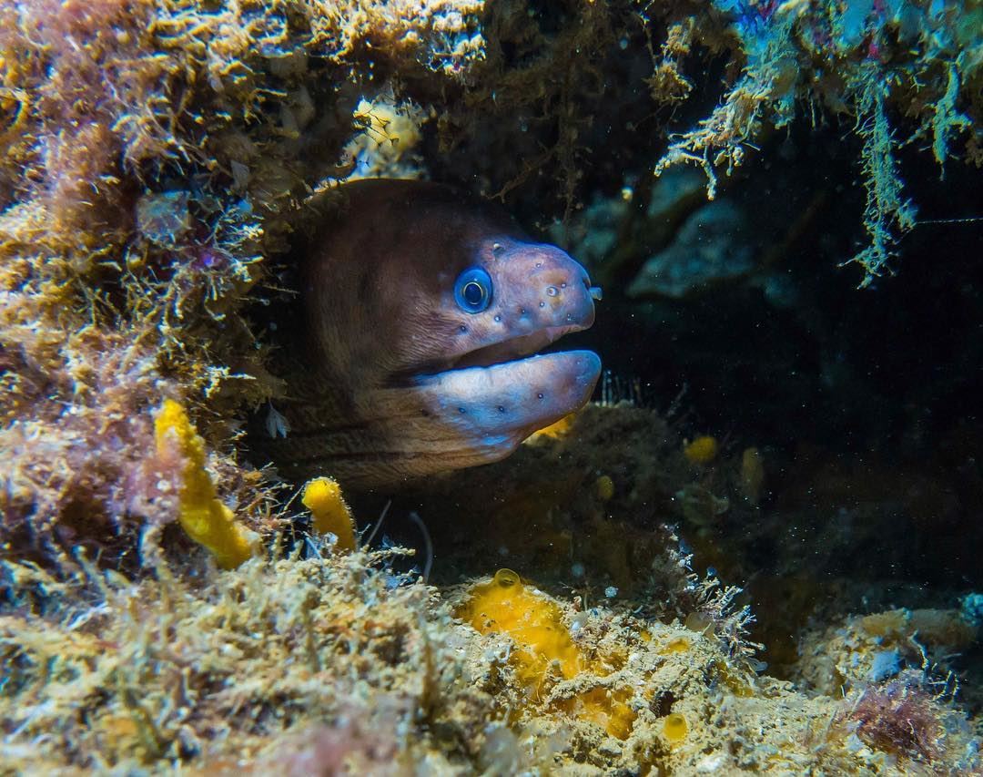 I see you!... from the  deep of  aub  beirut  lebanon  underwater ...