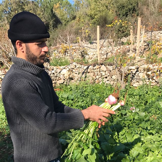 "I studied history in  Lebanon at the Lebanese University, and Agriculture...