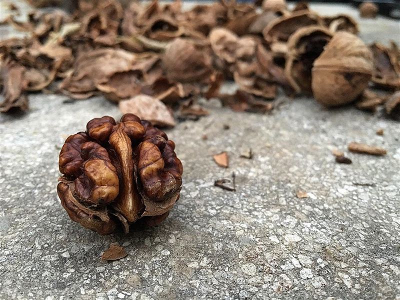 I think everybody’s nuts !.. october  nuts  nutseason  love  foodporn ...