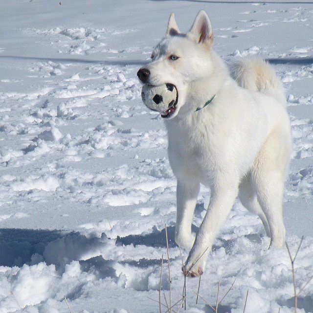 Ice playing on the Snow ❄ (Faraya)