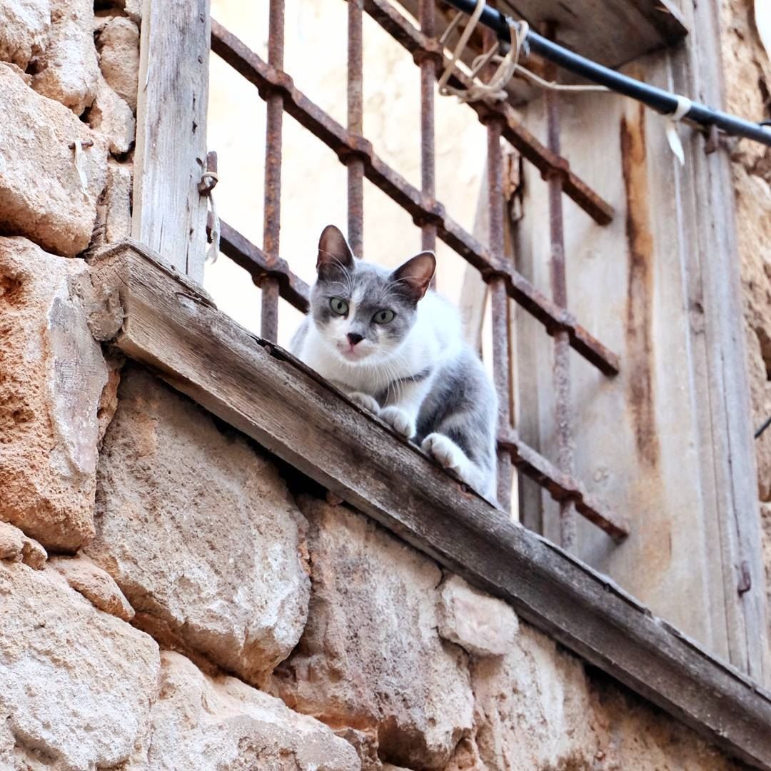 "If cats could talk, they wouldn't" cat  feline  streetphotography ... (El Mîna, Liban-Nord, Lebanon)