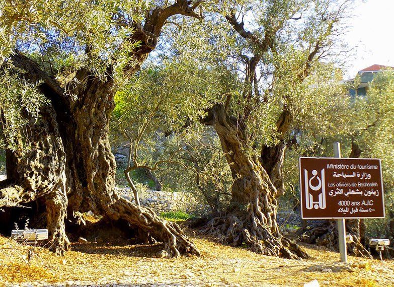In Bechaa’leh, a village not far from Beit Douma, there are olive trees...