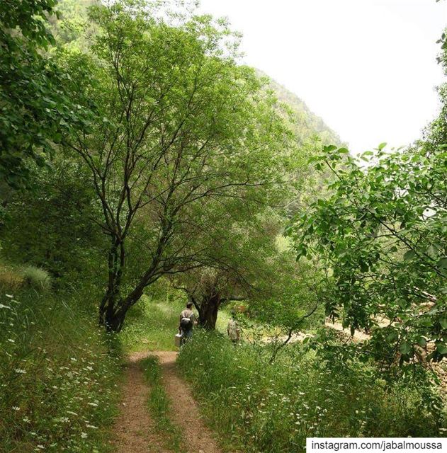 In every walk in  JabalMoussa one receives far more than he seeks.... (Jabal Moussa Biosphere Reserve)