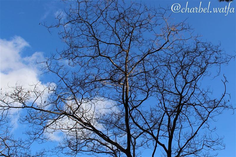 In  love with  nature tree  winter  sky  clouds  noleaves  freedom ...