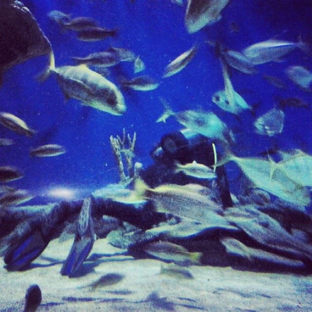 In the KLCC aquarium, Malaysia. Aquarium  Klcc  igersMalaysia  igersKL ...