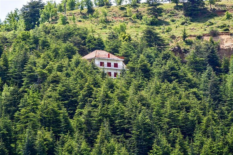 .In the middle of the forest. Way up to Bcharre North Lebanon🌳🌳🌳🌳🌳🌳 (North Lebanon)