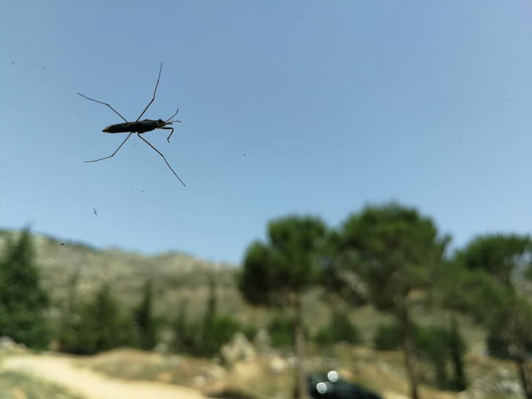  insect insects flyinginsect takenbywissamalhoury onmywindshield nature... (Lebanon)