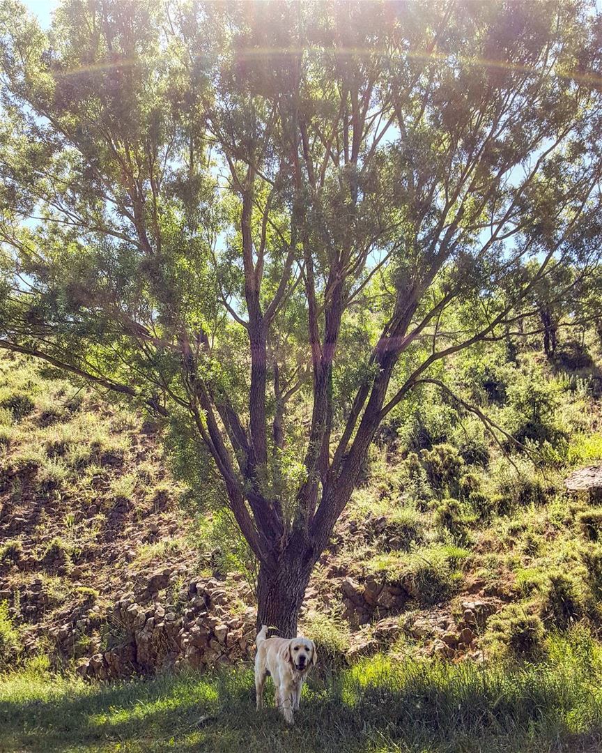 🐶🐾😄 insta_lebanon mycountrylebanon Dog Lebanon sun  tree  sky ...