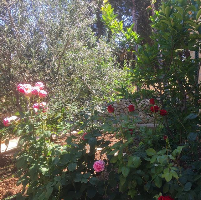  instalike  ptk_lebanon  ig_capture  ig_lebanon  ig_nature  flowers ... (`Ain Ksur, Mont-Liban, Lebanon)