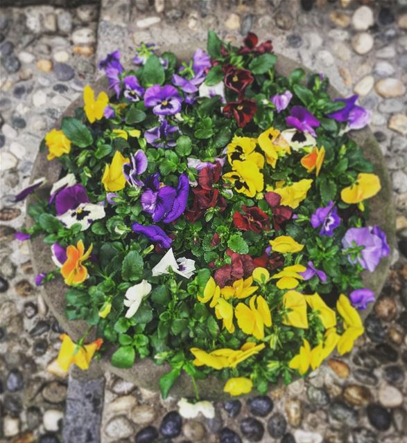  instame instacool nature flowers spring sunmer lebanon colorful ...