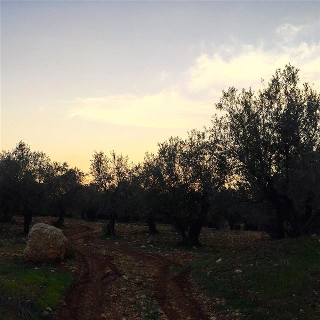  instamr instamood nature olive tree silence peace cold weather lebanon...