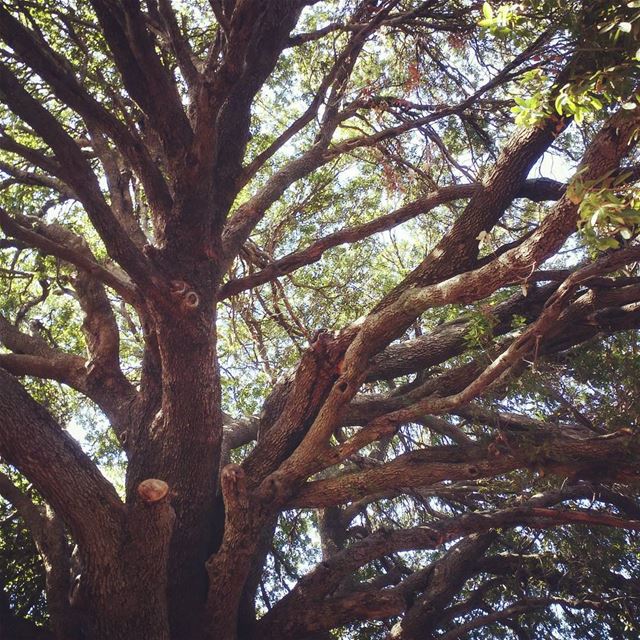 Intertwined 🌳  lebanon  naturephotography  nature  tree  treetrunk ...