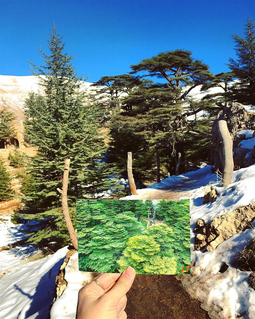 • Into The Forest • postcard  lebanon  trail  cedars  nature  outdoor ... (El Arz)