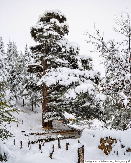 Into the snowy Wonderland ❄️❄️❄️ - Arz Bcharre known as Cedars Of God... (Cedars of God)