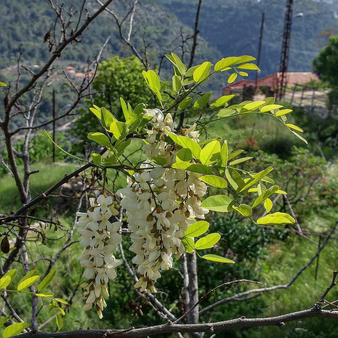 Intoxicatingly sweet fragrance of these white wisteria trees all over the... (Dayr Al Qamar, Mont-Liban, Lebanon)