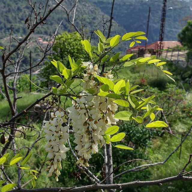 Intoxicatingly sweet fragrance of these white wisteria trees all over the... (Dayr Al Qamar, Mont-Liban, Lebanon)
