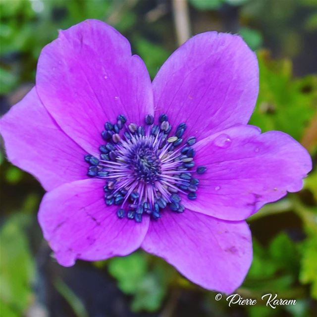 Is it  spring yet . coquelicot  flowers  flower violet bloom  blooming ...