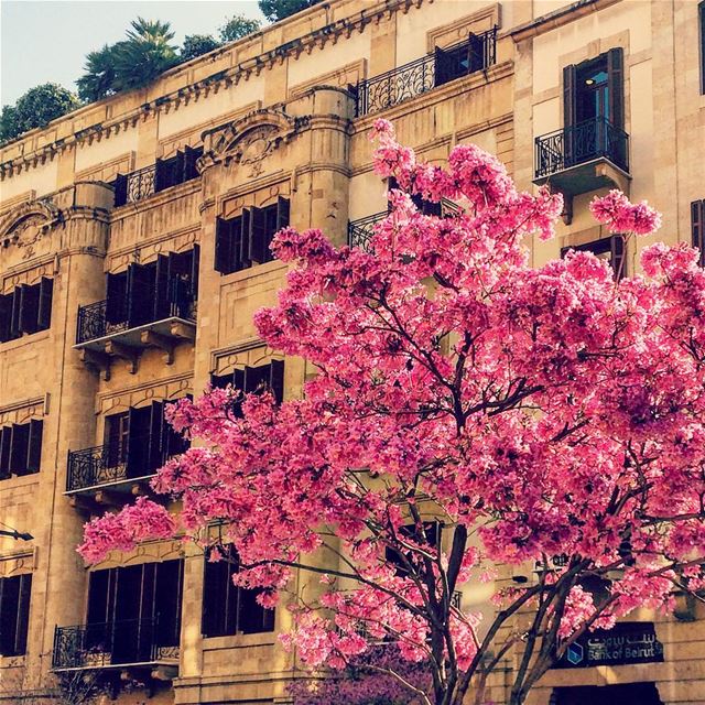 It feels like  Paris. 🇫🇷 🌺 (Downtown Beirut)