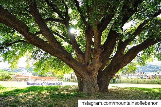 It is said to be one of the oldest and largest oak trees in the country!... (Khirbet Qanafâr, Béqaa, Lebanon)