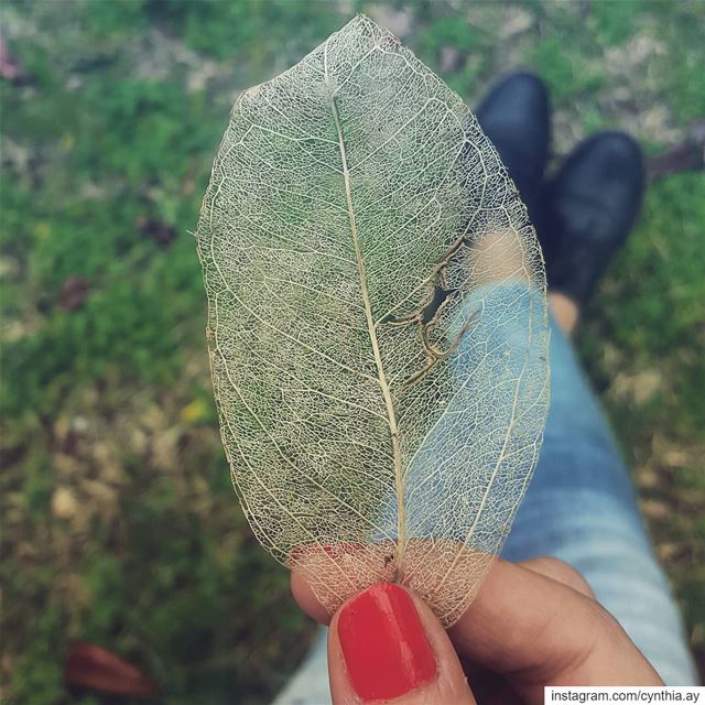 It's all about details! 🍂 fragile  leaf  art  details  nature ...