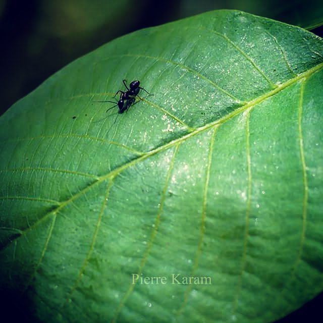 It's almost the  weekend  ant  walking on a  green  leaf  nature  lover ...