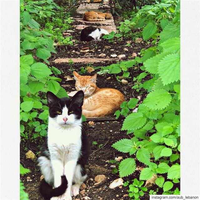 It’s important to get your cats in a row. @aub_lebanon understands this. ...