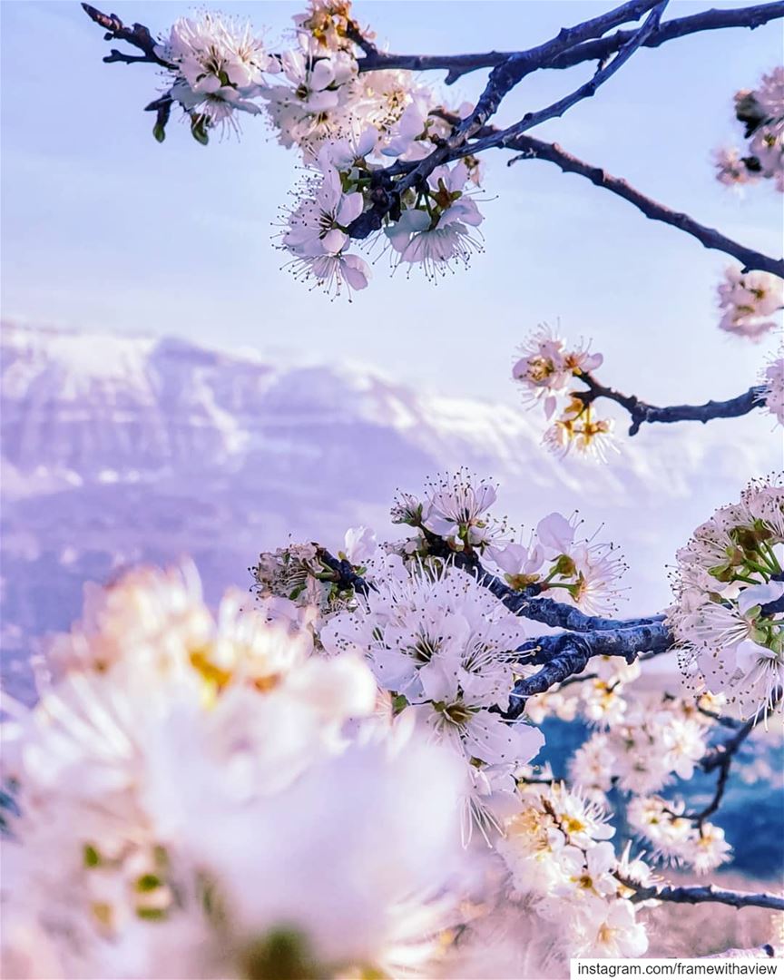 It's no Mount Fuji but give me cherry blossoms, snow capped mountains & a... (Akoura, Mont-Liban, Lebanon)